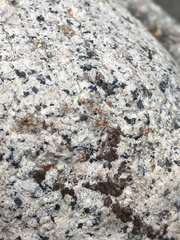 Polycauliona luteominia
