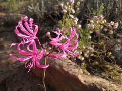 Nerine humilis