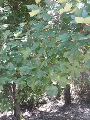 Acer granatense