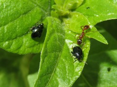 Psylliodes dulcamarae