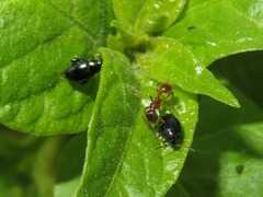 Psylliodes dulcamarae