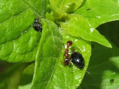 Psylliodes dulcamarae