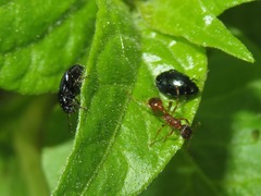 Psylliodes dulcamarae