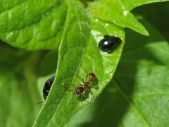 Psylliodes dulcamarae