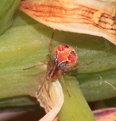 Simitidion simile