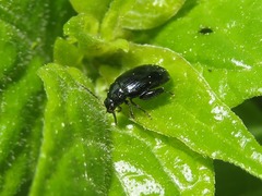 Psylliodes dulcamarae