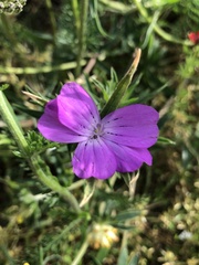 Agrostemma githago