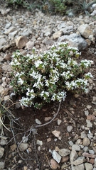 Arenaria erinacea