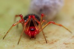 Ruborridion musivum