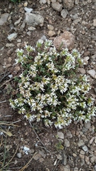 Arenaria erinacea