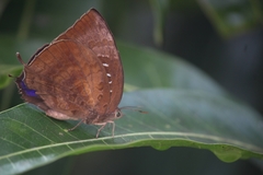 Arhopala centaurus