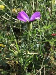Agrostemma githago