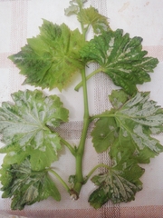 Colomerus vitis