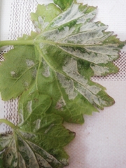 Colomerus vitis