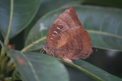 Arhopala centaurus