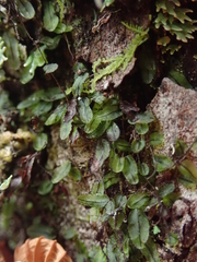 Hymenophyllum armstrongii