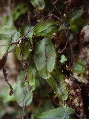 Hymenophyllum armstrongii