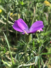 Agrostemma githago