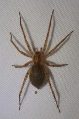 Anyphaena