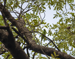 Psittacula krameri krameri