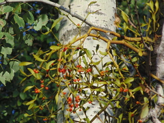 Viscum coloratum
