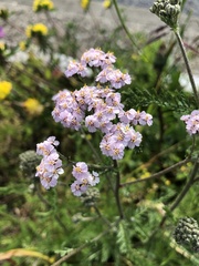 Achillea millefolium