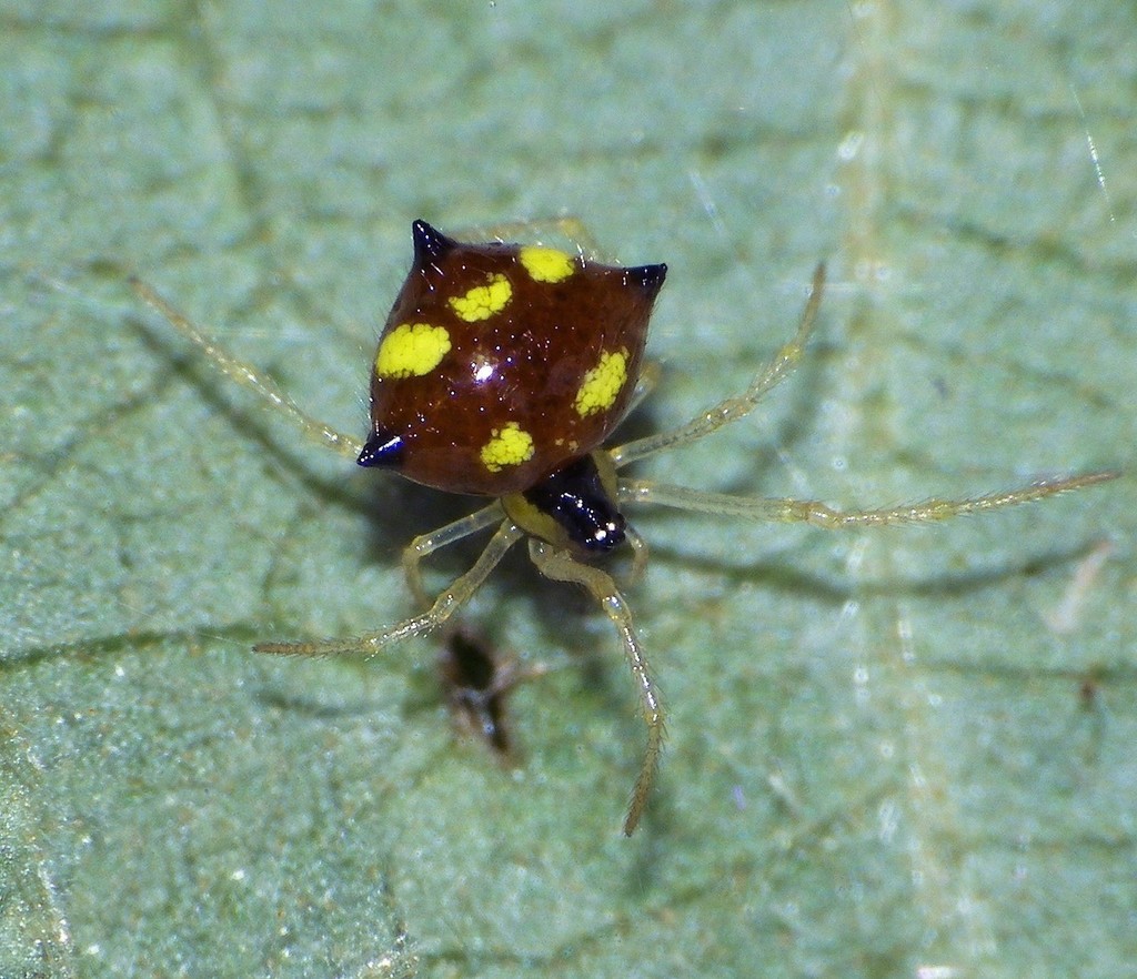 Ladybird Spider