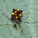 Ladybird Spider - Photo (c) Óscar Mendez, some rights reserved (CC BY-NC), uploaded by Óscar Mendez