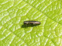 Agrilus derasofasciatus