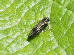 Agrilus derasofasciatus