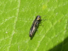 Agrilus derasofasciatus