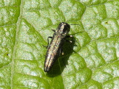 Agrilus derasofasciatus