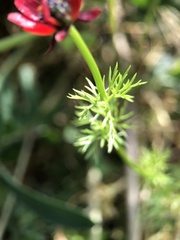 Adonis annua
