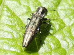 Agrilus derasofasciatus