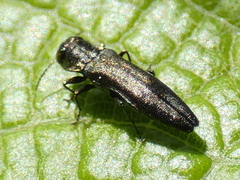Agrilus derasofasciatus