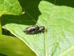 Agrilus derasofasciatus