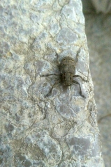 Mesosa curculionoides