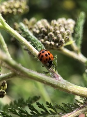 Harmonia axyridis