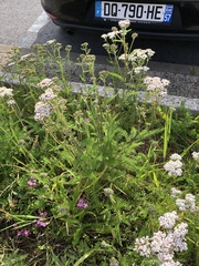 Achillea millefolium