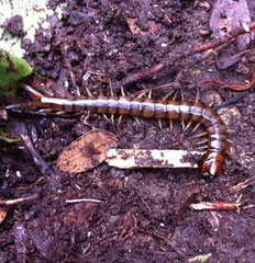 Scolopendra alternans