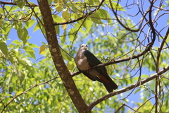 Ducula pacifica