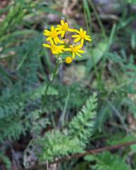 Packera millefolium