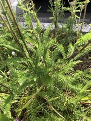 Achillea millefolium