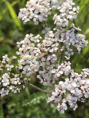 Achillea millefolium