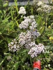 Achillea millefolium