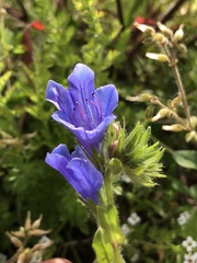 Echium plantagineum