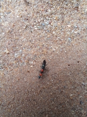 Paederidus ruficollis