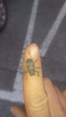 Mesosa curculionoides