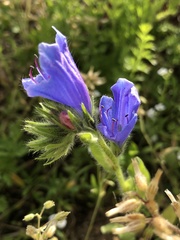 Echium plantagineum