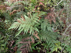 Dicksonia lanata